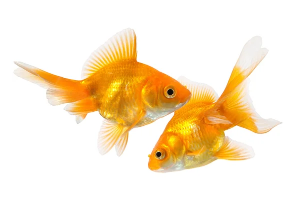 Par de peixinhos dourados — Fotografia de Stock