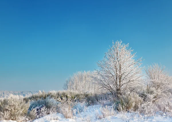 Wild winter landschap met rijm — Stockfoto