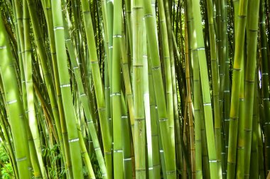 Bamboo clipart