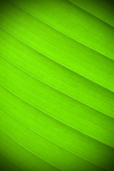 Hoja verde — Foto de Stock