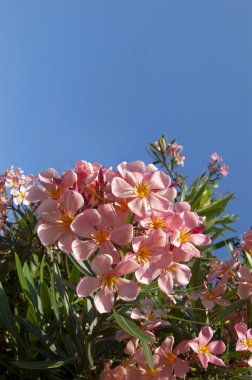 Pink oleander flower clipart