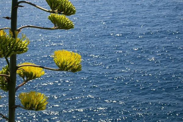 stock image Flower on the sea