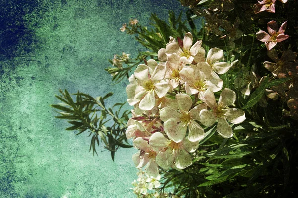 꽃 종이 — 스톡 사진