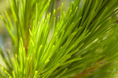 Macro on a pine clipart