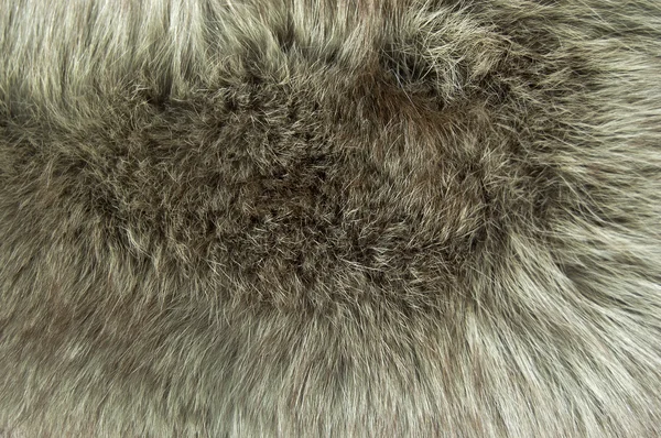 毛皮のテクスチャ — ストック写真