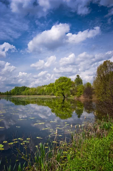美しい湖の端に単独でツリー — ストック写真