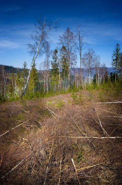 Forest destroyed by the wind — Stock Photo, Image