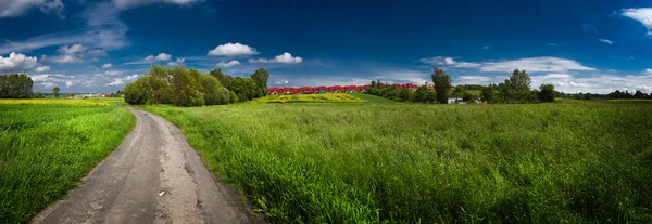 Зеленая полевая панорама — стоковое фото