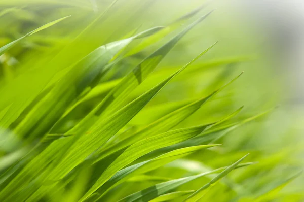 朝の光の中で新鮮な緑の芝生 — ストック写真