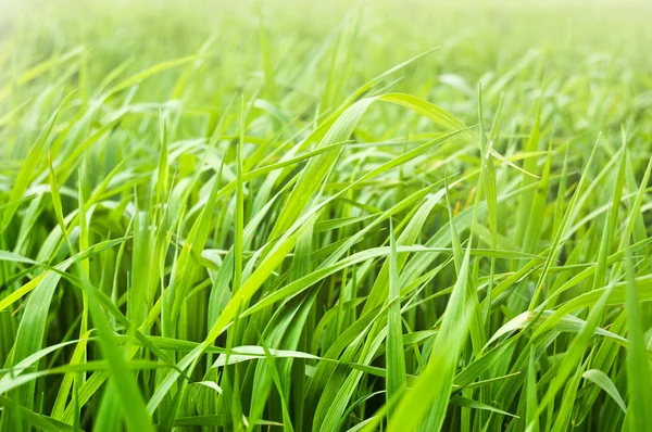 Hierba verde fresca en la luz de la mañana —  Fotos de Stock