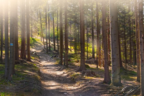 Forest path in the morning light — Stock Photo, Image