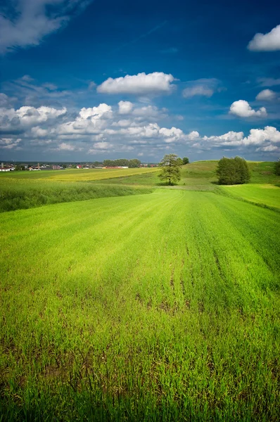 Zelené pole s modrou oblohu nad — Stock fotografie