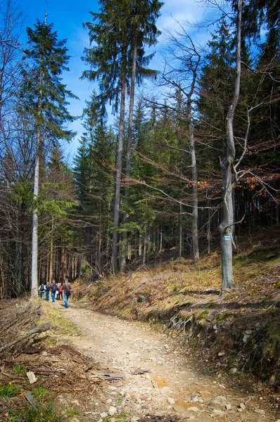 Forest path in the mountains — Stock Photo, Image