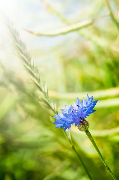 Cornflower in the field composition — Stock Photo, Image
