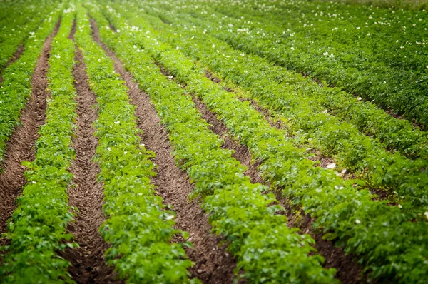 Potatoes field cultivation — Stock Photo, Image