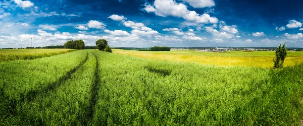 Panorama des champs verts Photo De Stock