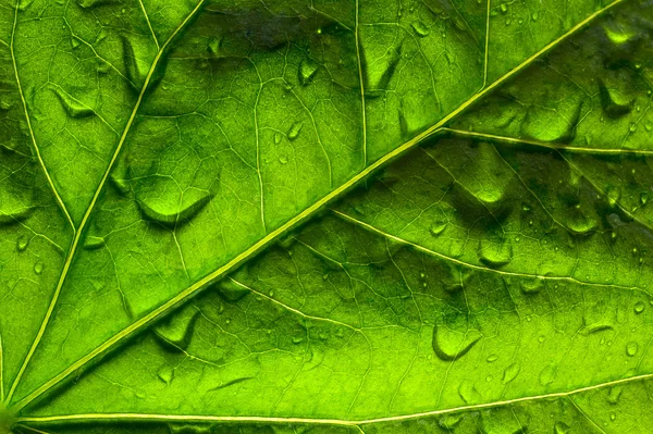 stock image Close-up of a green leaf