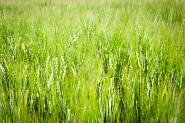 stock image Barley field