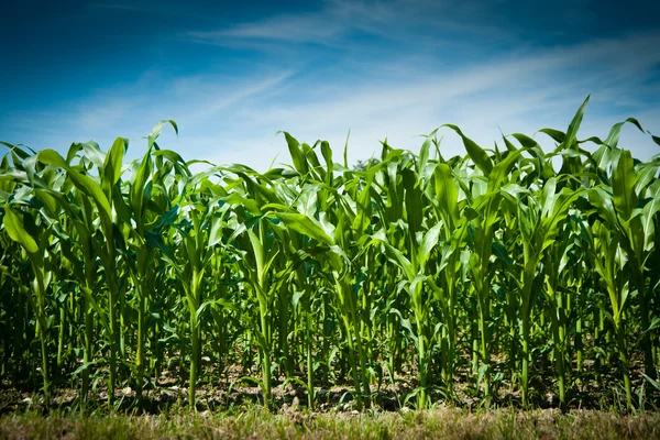 Kukorica a területen Jogdíjmentes Stock Fotók