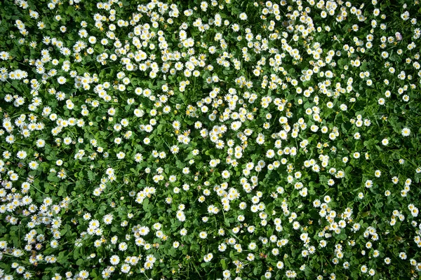 stock image Meadow with many daisies