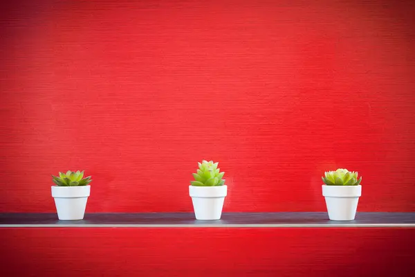 stock image Three little plants in front of red wall