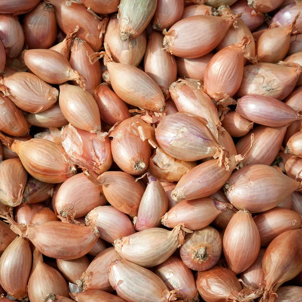 stock image Onions at a market