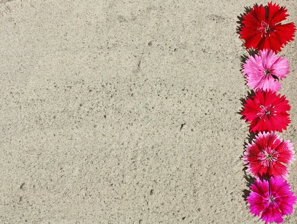 A strip of carnation flowers in the sand — Stock Photo, Image