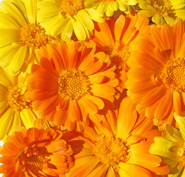 stock image Wallpaper from marigold flowers