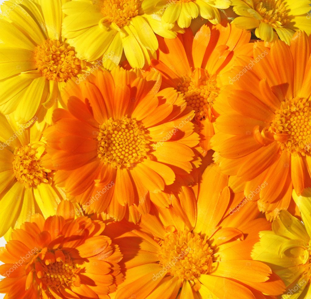Wallpaper from marigold flowers Stock Photo by ©velatonefree 3548463