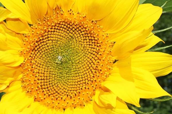 Background of the flower sunflower