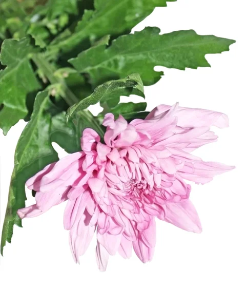 Lila chryzantéma bílé pozadí — Stock fotografie