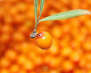 Buckthorn berries closeup clipart