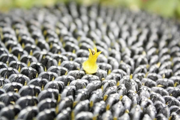 Tapeta słonecznika i kwiat — Zdjęcie stockowe
