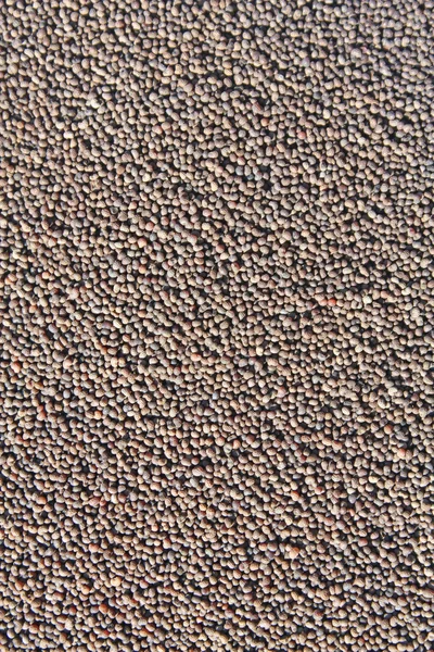 Фон из сухих семян мака — стоковое фото