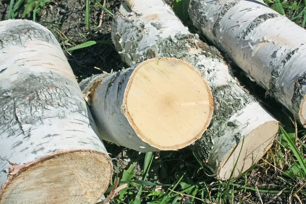 Sawn birch logs — Stock Photo, Image