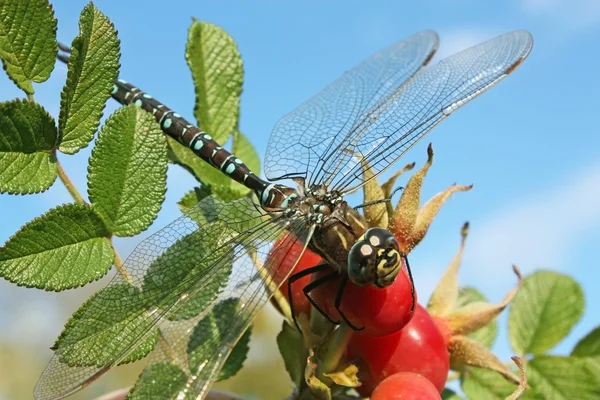Dragonfly on hip, close-up