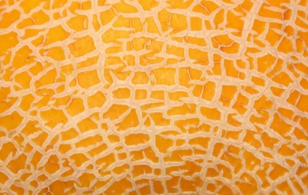 Tła skórki melona, tekstury — Zdjęcie stockowe