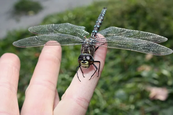 Dragonfly on the fingers of the hand — Stock Photo, Image