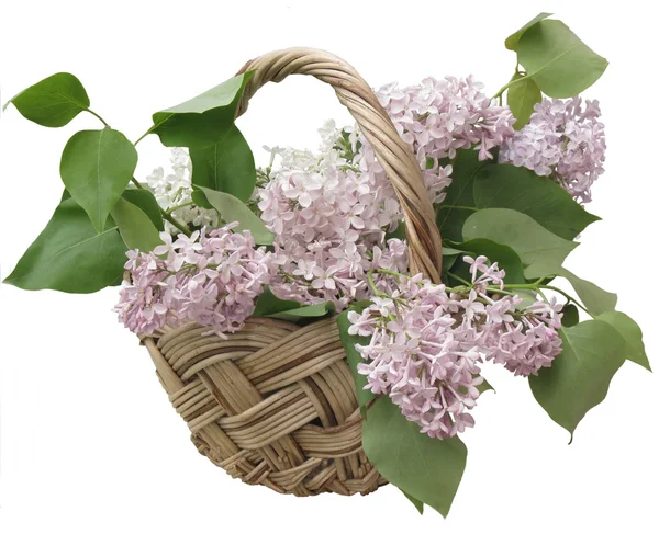 Lilac in the basket Stock Photo