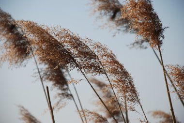 kamışı flowers1