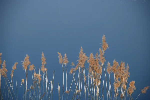 stock image Cane flowers on the river, blue sky, sun