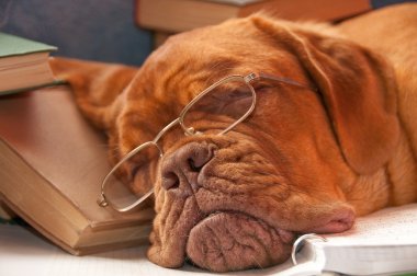 Sleeping dog clipart