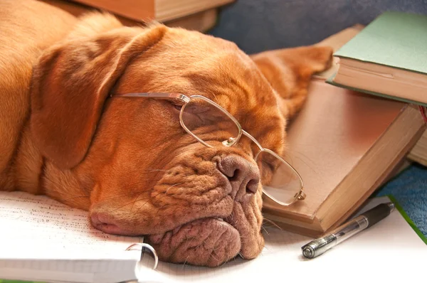 Krásný pes spí — Stock fotografie