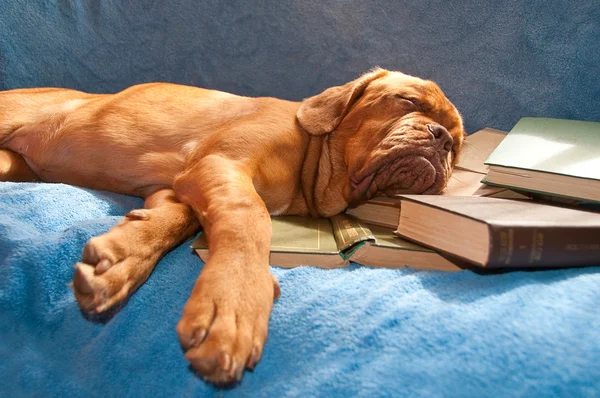 Dogue de bordeaux asleep — Stock Photo, Image