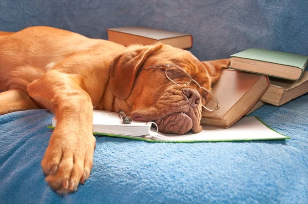 Уставшая собака спит — стоковое фото