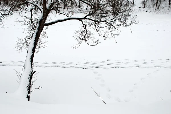 Winter traces — Stock Photo, Image