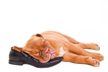 Sleeping puppy of dogue de bordeaux clipart