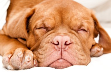 Tired little puppy clipart