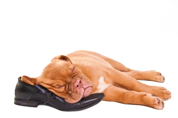 Cãozinho adormecido de dogue de bordeaux — Fotografia de Stock