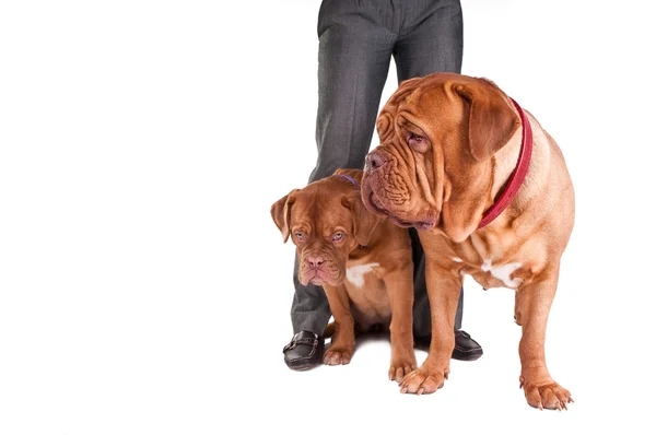 Two dogs and man's leg isolated on white — Stock Photo, Image